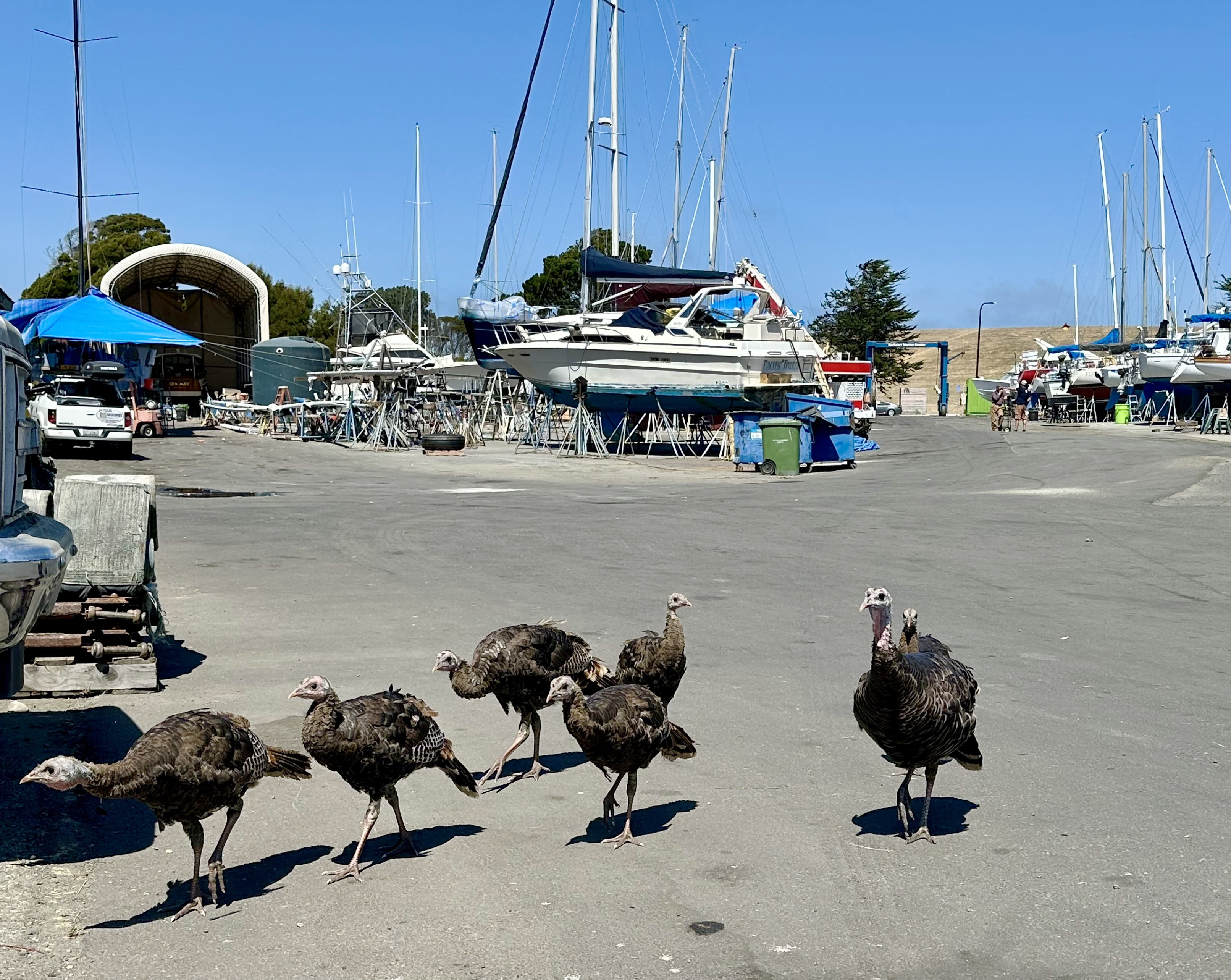 Turkeys in the yard