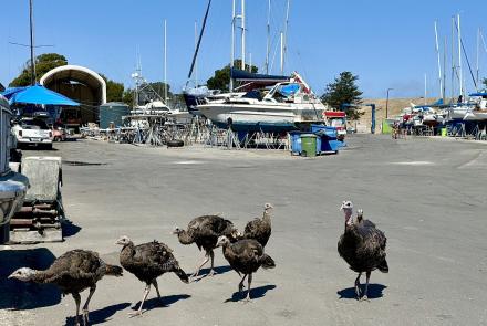 Turkeys in the yard